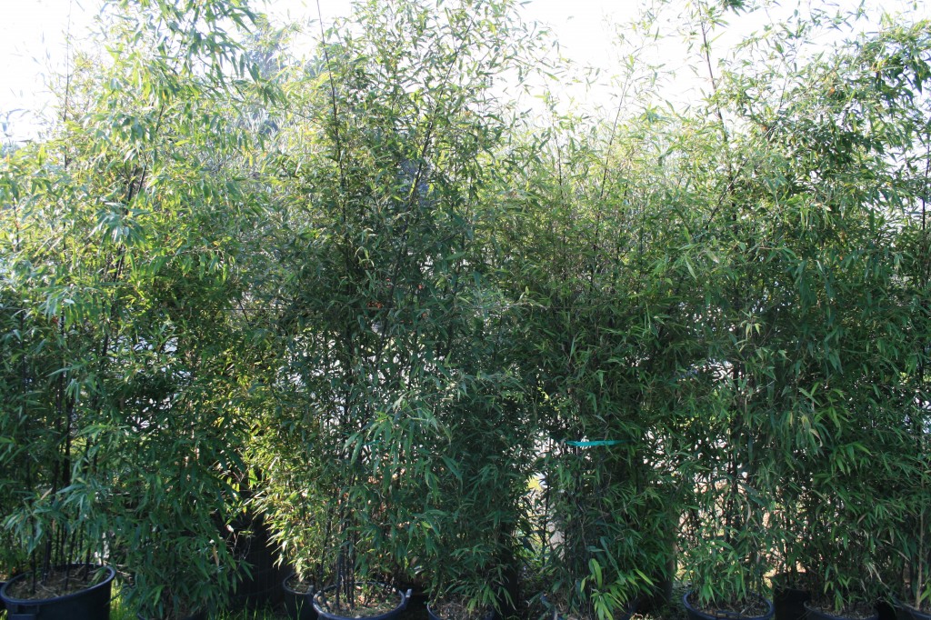 Canna Di Bamb Ef Bf Bd Da Appartamento Canna Di Bamb Ef Bf Bd Da Appartamento