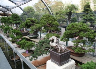 vendita bonsai