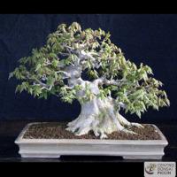 Acero bonsai shoin