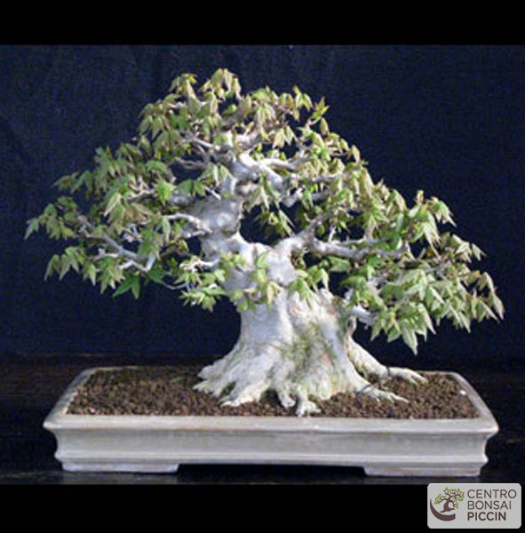 Acero bonsai shoin