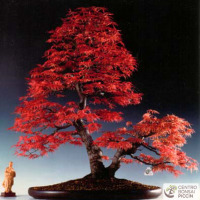 acero rosso bonsai