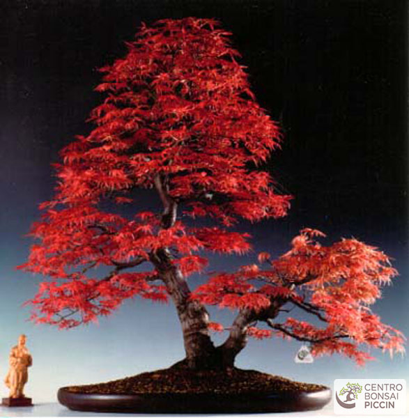 acero rosso bonsai