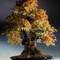 Acero bonsai