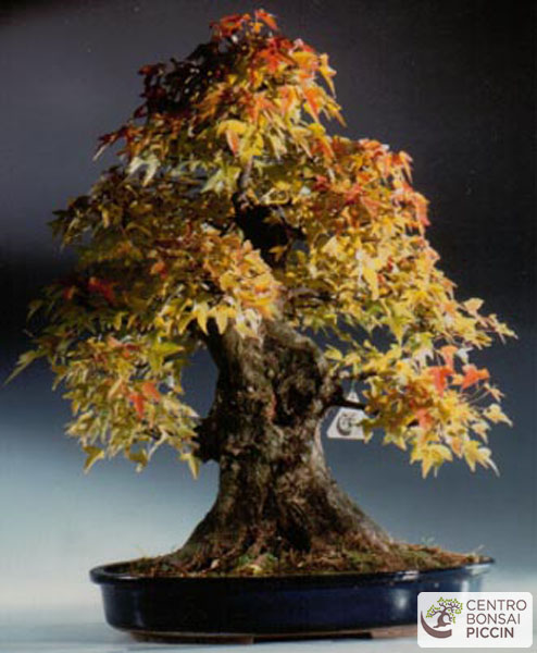 Acero bonsai