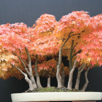 bonsai acero boschetto autunno