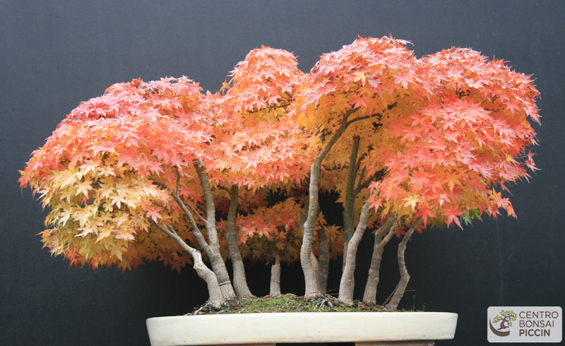 bonsai acero boschetto autunno