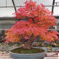 bonsai acero rosso