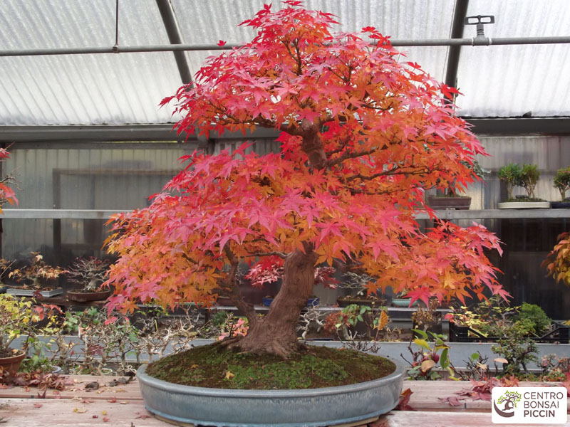 bonsai acero rosso