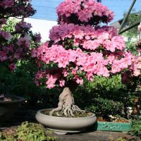 bonsai azalea milano