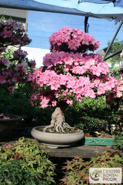 bonsai azalea milano