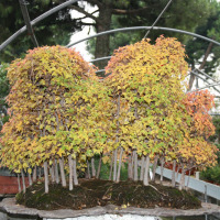 bonsai acero boschetto