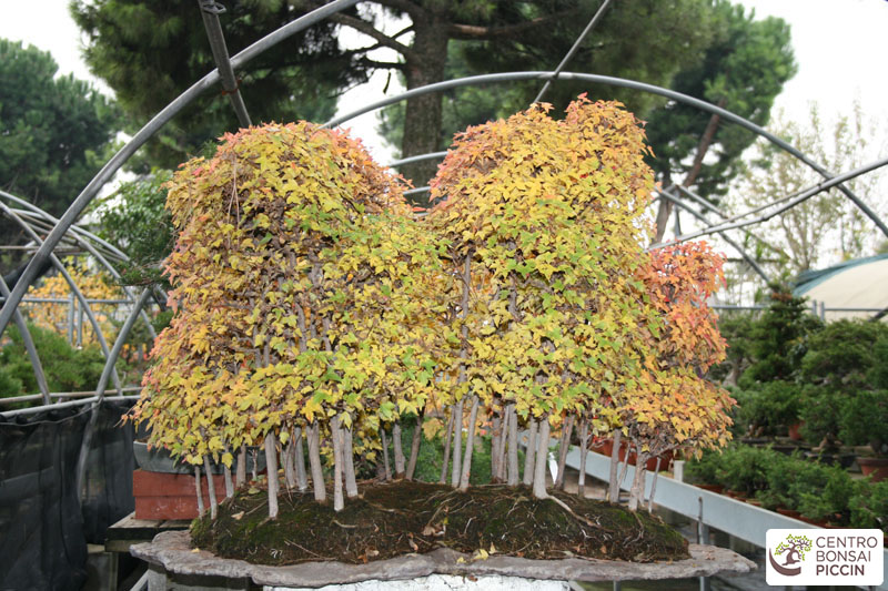 bonsai acero boschetto