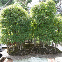 bonsai boschetto lastra