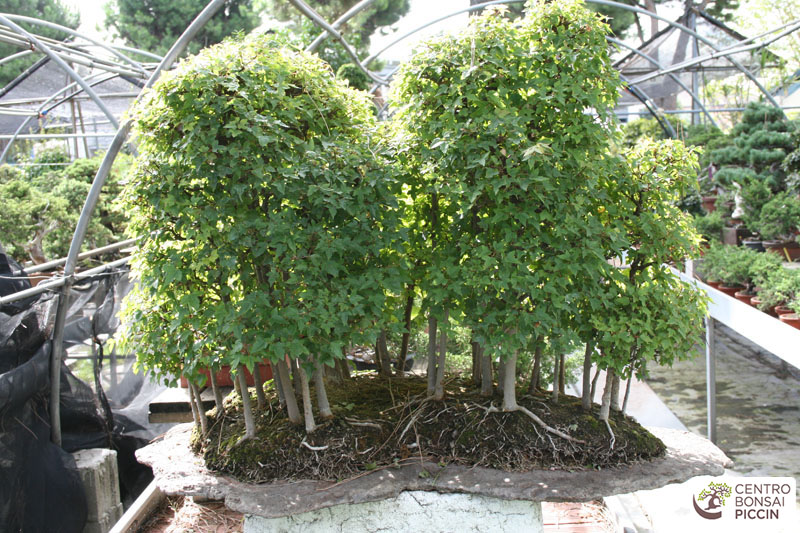 bonsai boschetto lastra