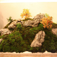 bonsai composizione