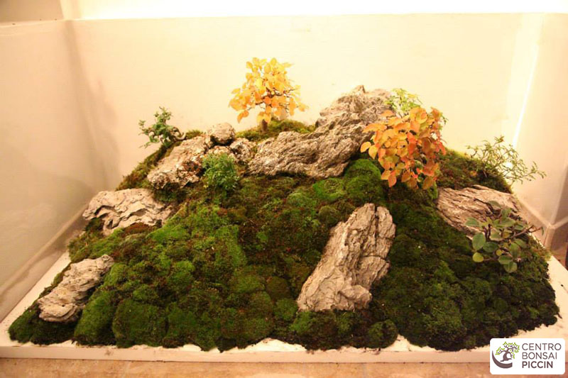 bonsai composizione