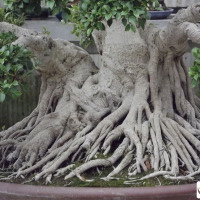 bonsai ficus radici