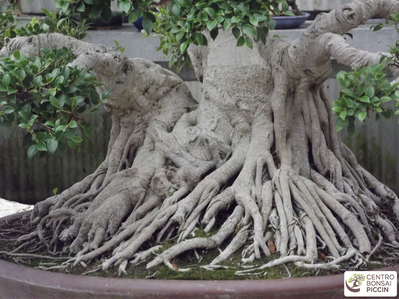 bonsai ficus radici