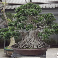 bonsai ficus secolare