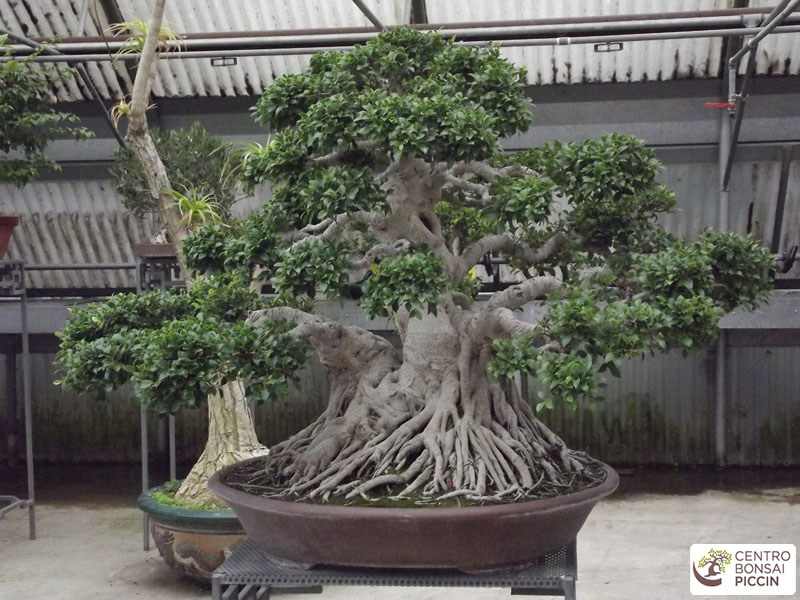 bonsai ficus secolare