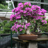 bonsai fioritura