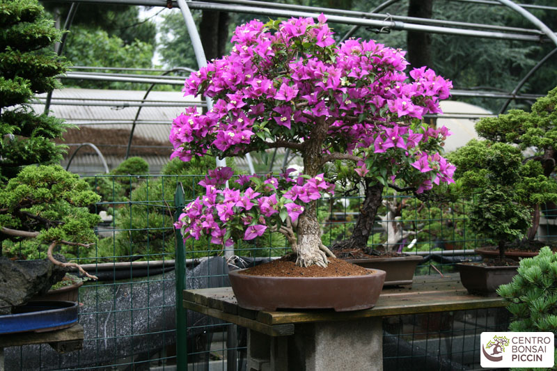 bonsai fioritura