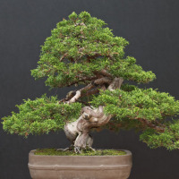 bonsai ginepro