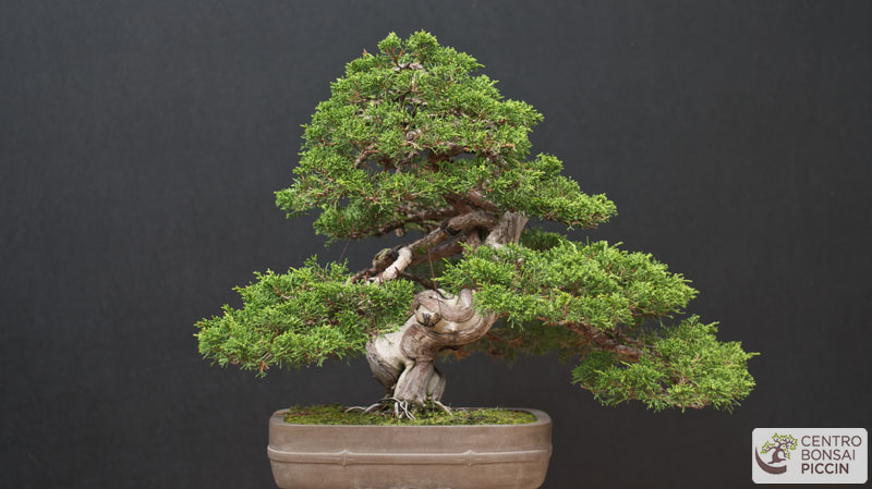 bonsai ginepro