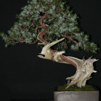 bonsai ginepro rigida