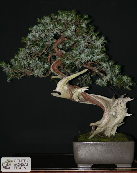 bonsai ginepro rigida