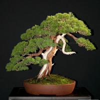 bonsai ginepro vendita copy