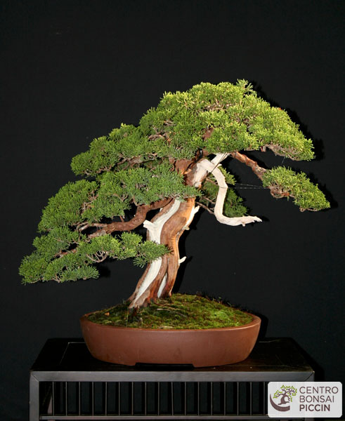 bonsai ginepro vendita copy