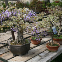 bonsai glicine