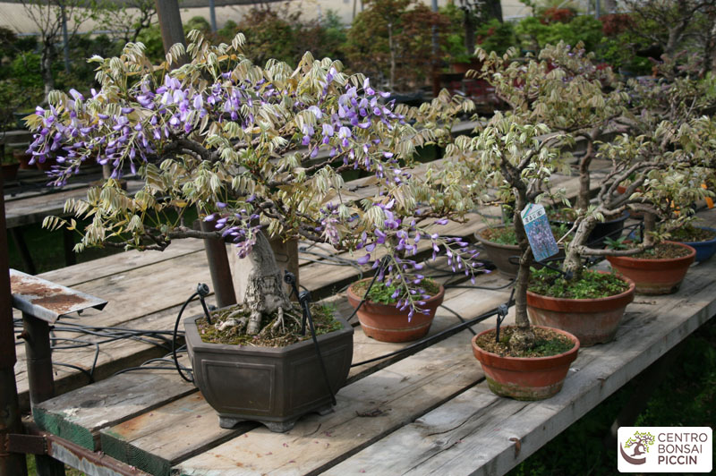 bonsai glicine