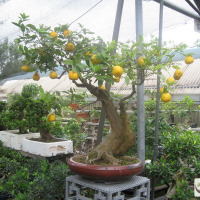 bonsai limone