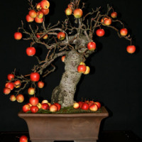 bonsai malus