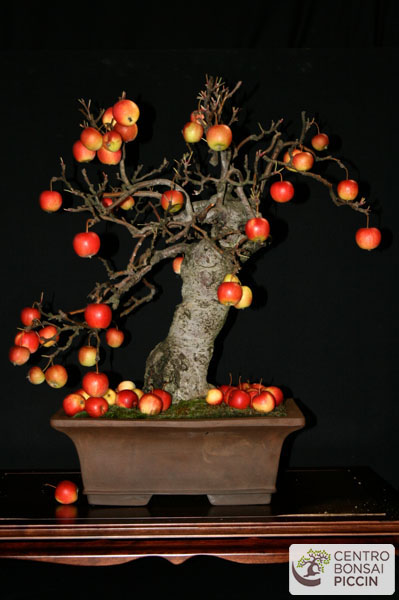 bonsai malus