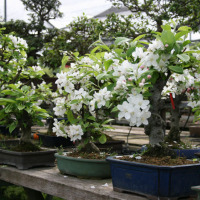 bonsai melo fiori
