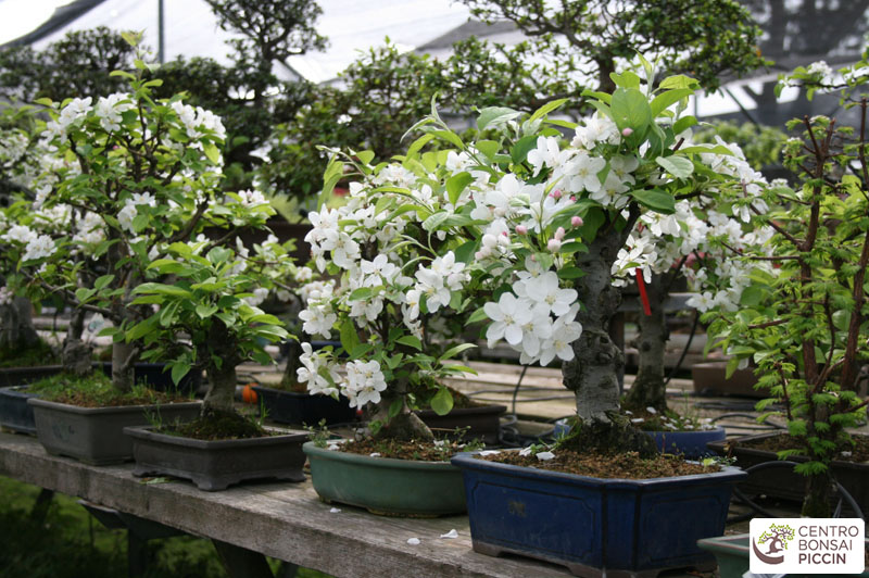 bonsai melo fiori