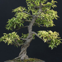 bonsai melograno vendita