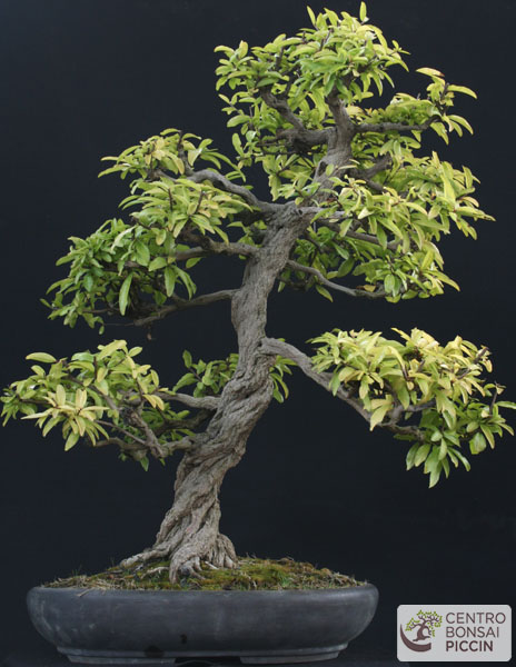 bonsai melograno vendita