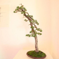 bonsai mostra