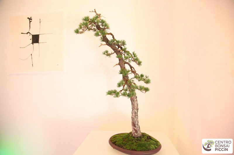 bonsai mostra