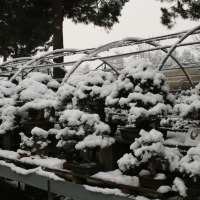 bonsai neve