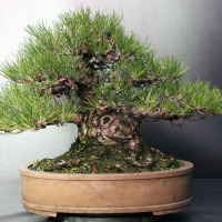 bonsai pinus nigra