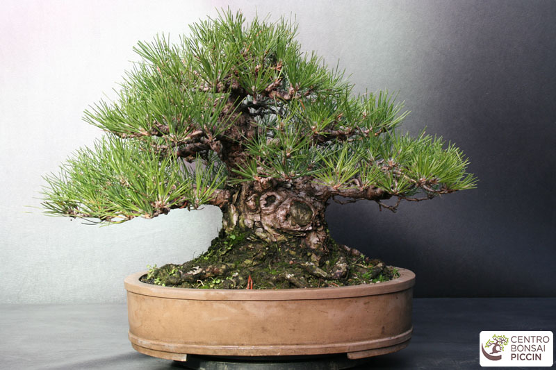 bonsai pinus nigra