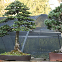 Bonsai piccin - vendita bonsai