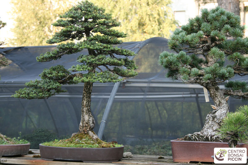 Bonsai piccin - vendita bonsai