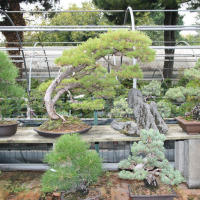 Centro Bonsai Piccin