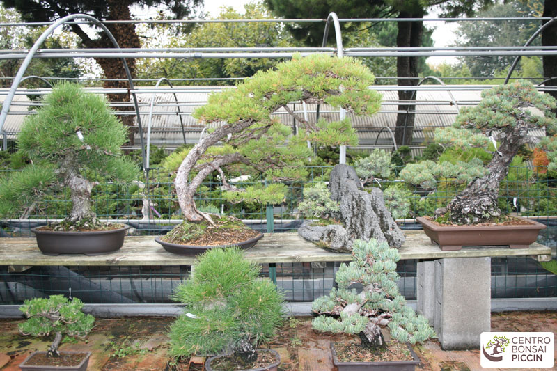 Centro Bonsai Piccin